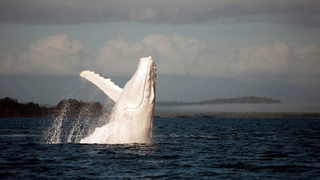 These rare photos of Migaloo the albino humpback whale are astonishing